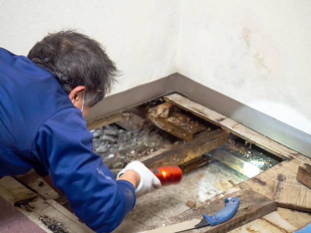 Best Office Mold Removal Services  in Bay City, MI