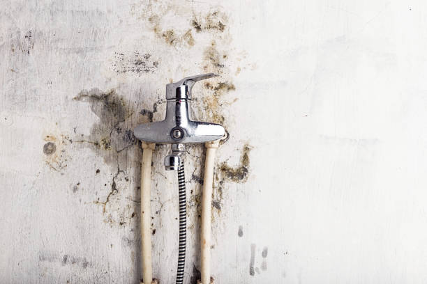 Best Mold Removal Specialists  in Bay City, MI