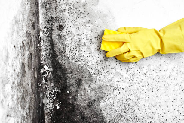 Best Mold Remediation Experts  in Bay City, MI