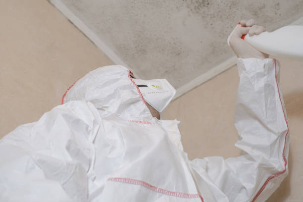 Best Attic Mold Removal  in Bay City, MI
