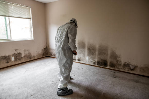 Mold Removal Process in Bay City, MI