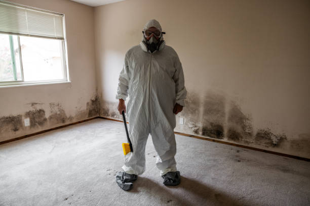 Best Mold Removal Process  in Bay City, MI