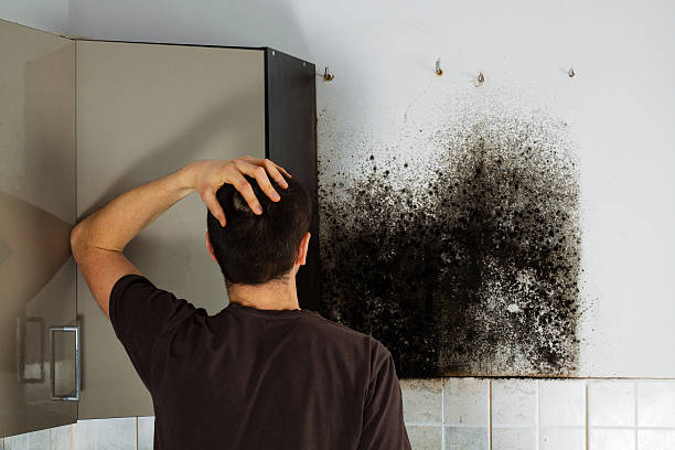 Home Mold Removal in Bay City, MI