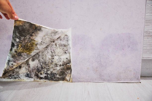Best Fast Mold Removal  in Bay City, MI